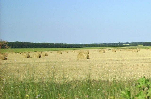 482 кг/дка е средният добив на пшеница в Добричко