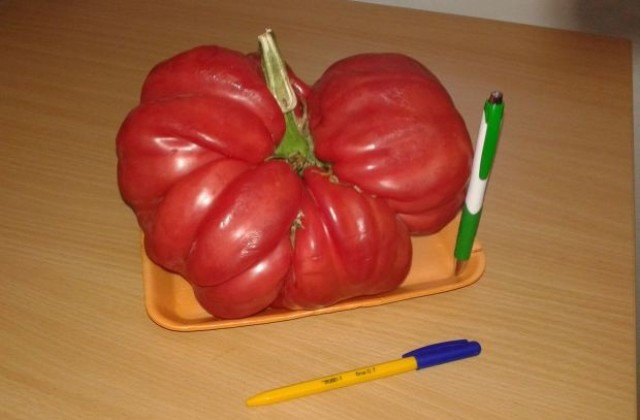 Семейство от Търговище отгледа огромен домат (СНИМКА)