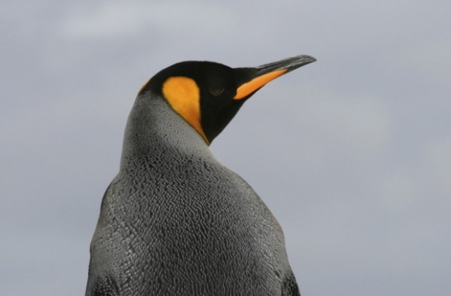 Странно но факт: женско пингвинче не доближава водата