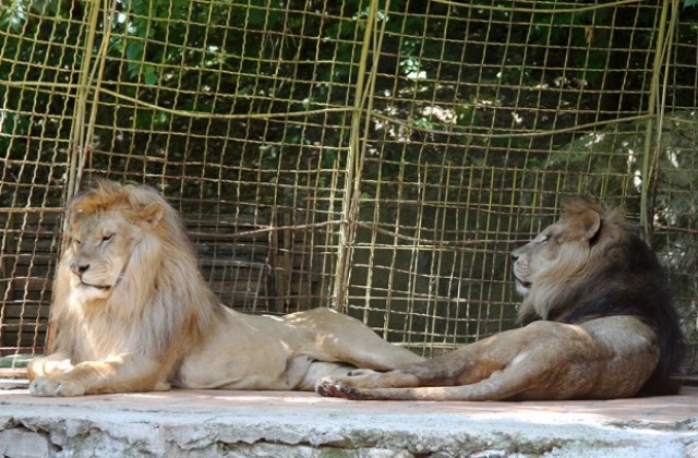 Цирковите лъвчета Блеки и Жора са новите обитатели на старозагорския зоопарк
