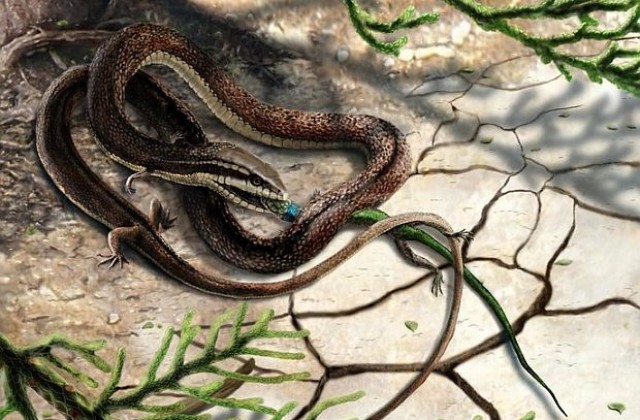 Уникално откритие: фосил на четиринога змия (СНИМКИ)