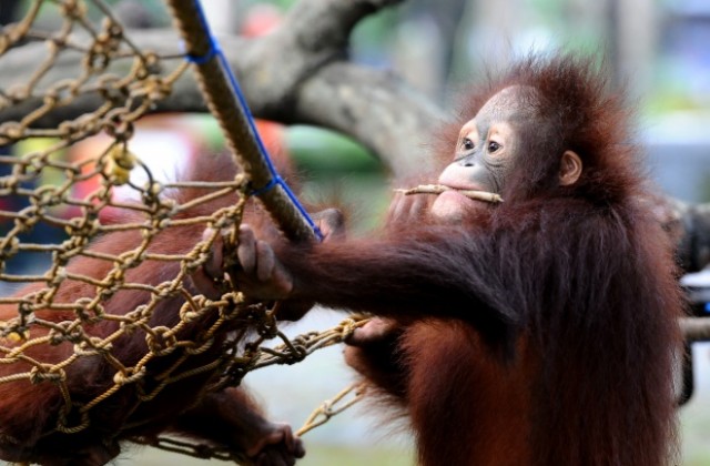 Любопитен орангутан избяга от клетката си, за да се разходи в зоопарка