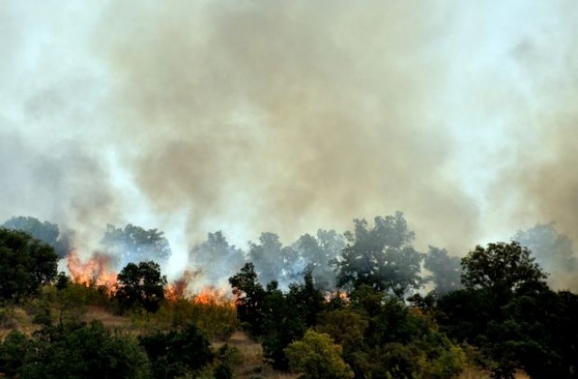 Пожар пламна в гора край Хасково