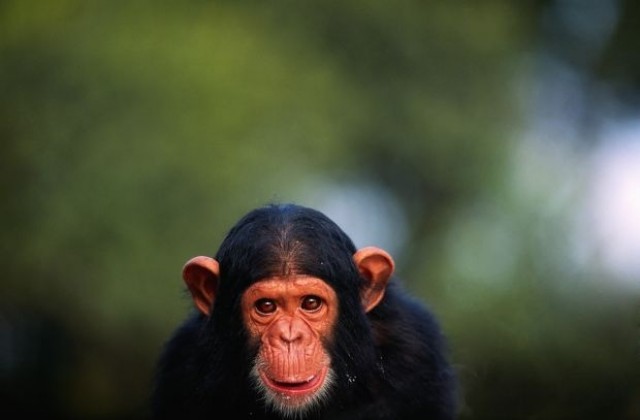 Съд отказа да признае шимпанзетата за личности