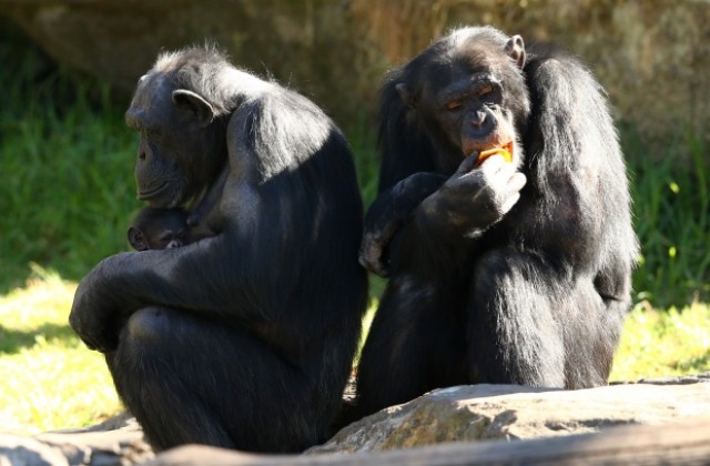 Шимпанзета ядат глина, за да пречистят организма си от токсини