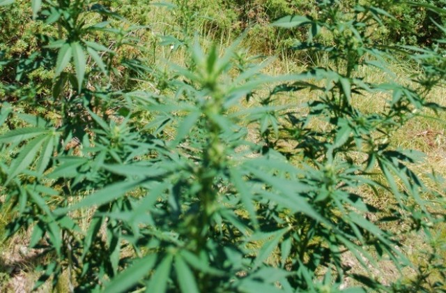 Разкриха „градина” с марихуана високо в Балкана