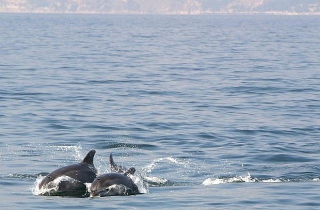 Нови пет сигнала за мъртви делфини са получени в РИОСВ-Бургас