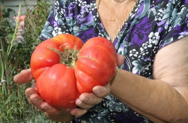 Великански домати отглежда 79-годишна в с. Воден