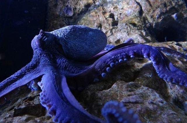 Тихоокеански октопод смая учените, обича секса и компаниите