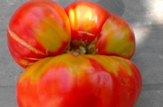В  Голямо Дряново отгледаха домат гигант