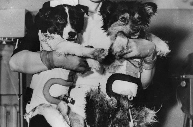 19 август: СССР изстрелва космически апарат с кучета Белка и Стрелка