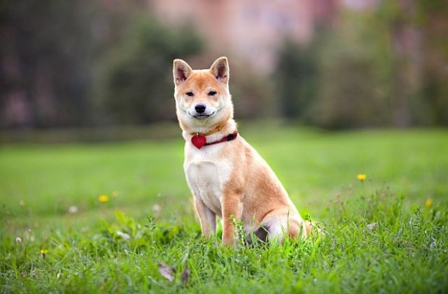 Куче, заклещено в храст, стана интернет сензация (СНИМКИ)