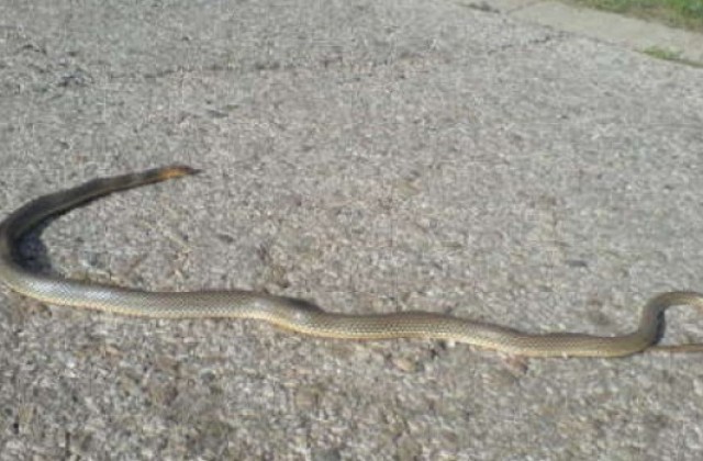 Змия се вмъкна в детска градина