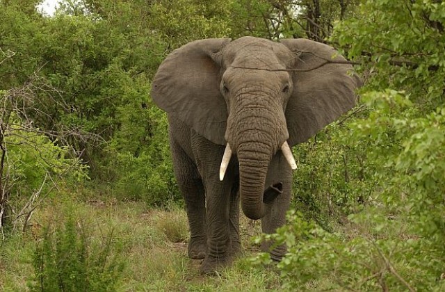 Слон уби фотограф в Шри Ланка
