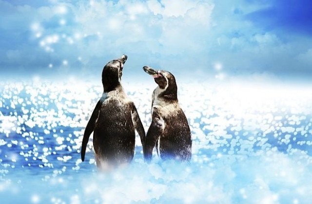 Пингвините не си изневеряват, защото рядко са заедно