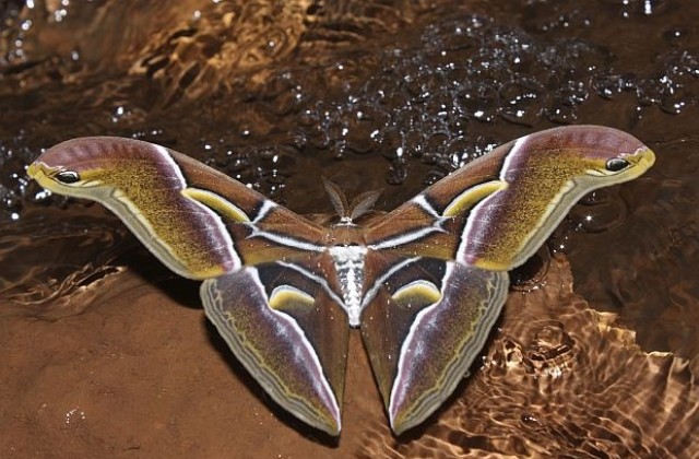 Гигантски пеперуди с влечение към алкохола превземат Острова