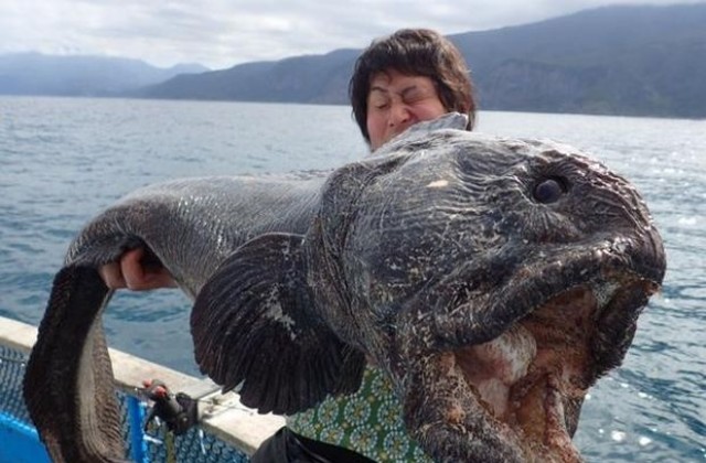 Уловиха ужасяваща риба близо до АЕЦ Фукушима (СНИМКИ)