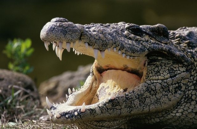Какво е да бъдеш изяден от крокодил (ВИДЕО)