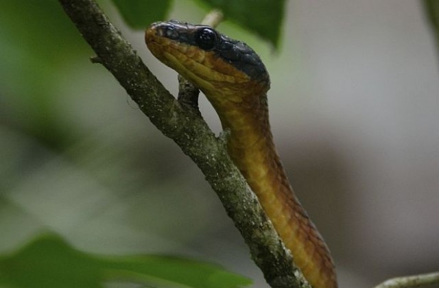 Змия, която живее без мъжки, се възпроизведе за втори път (СНИМКА)