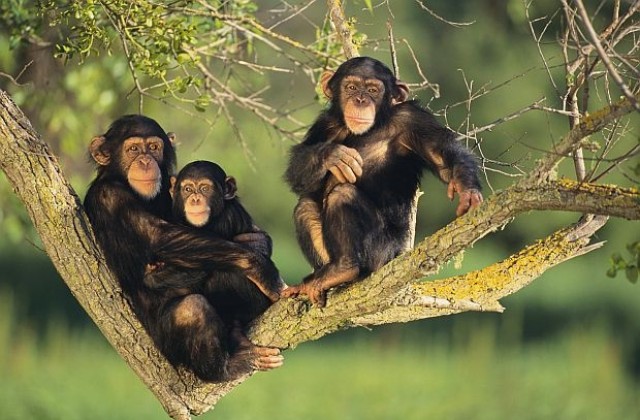 Шимпанзетата гледат трилъри със затаен дъх, вживяват се и в ролята на героите