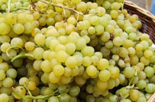 Време за бране на грозде в община Дупница