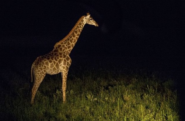 Какви звуци издават жирафите късно нощем?