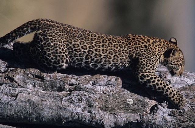 Гладен леопард заклещи главата си в тенджера (СНИМКИ)