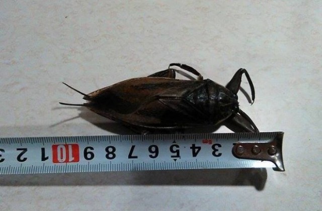 Гигантско насекомо тормози пловдивчани