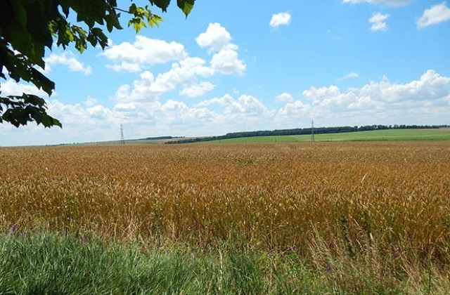 Български земеделци сеят все повече вносни сортове пшеница
