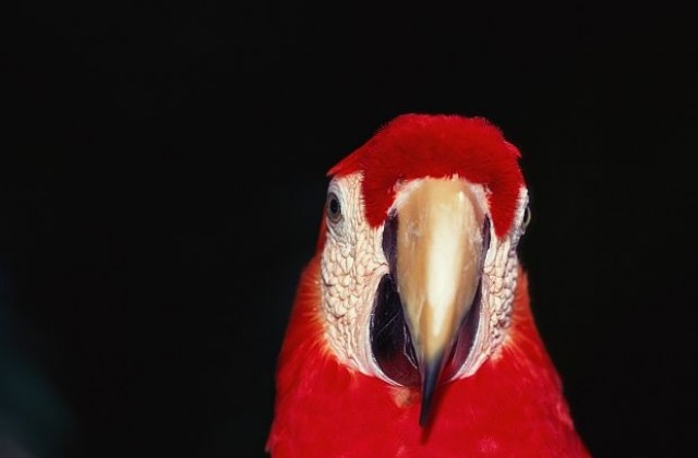 Пенсионираната папагалка Пончо духна 90 свещички (СНИМКИ)