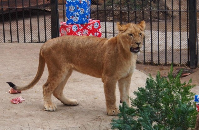 Първи рожден ден на трите лъвчетата във варненския зоопарк