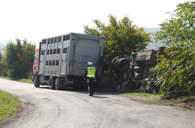 Камион с над 200 прасета катастрофира близо до село Хърсово