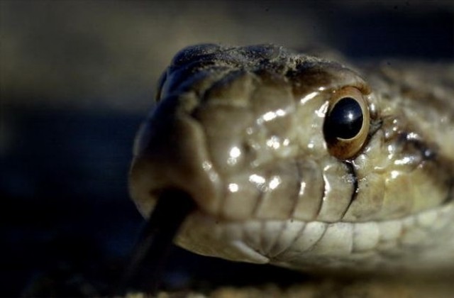 Змии охраняват насаждения с марихуана във Великобритания