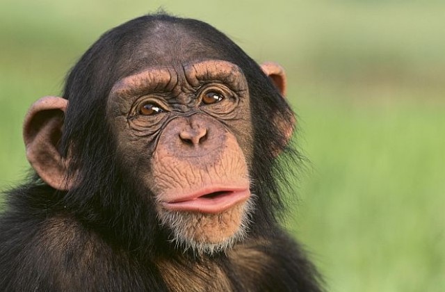 За пръв път наблюдаваха шимпанзе да се грижи за недъгавото си бебе