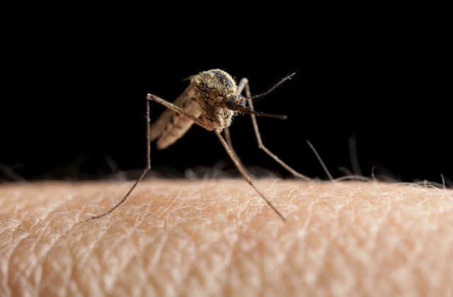 Генномодифицирани комари ще участват в борбата с маларията
