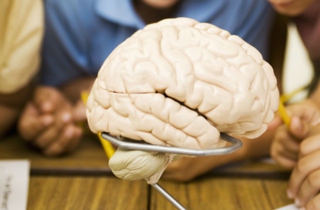 Триизмерен модел на мозък помогна за животоспасяваща операция