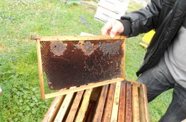 В Смолянско отчитат близо 20% ръст от добива на пчелен мед