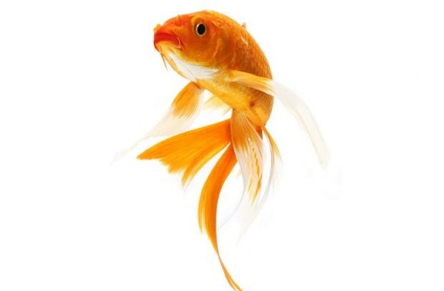 Крадци спасиха златна рибка, след като счупиха аквариума й