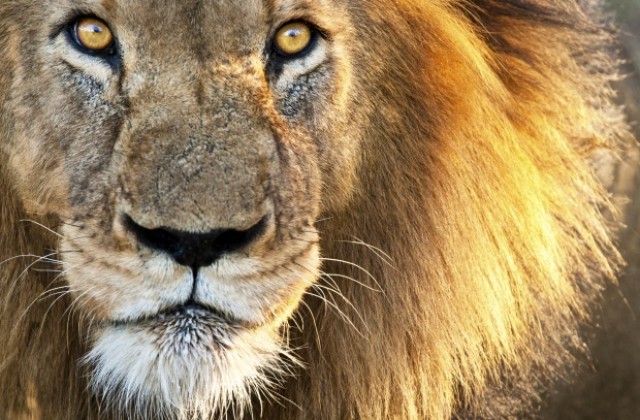 САЩ обявиха африканските лъвове за изчезващ вид