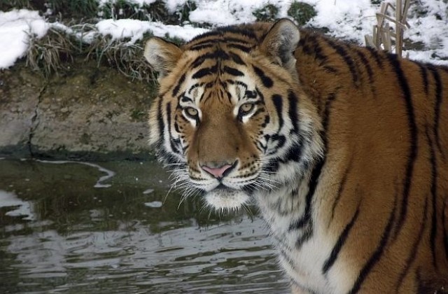 Тигърът Амур станал вегетарианец, но само за един ден