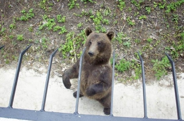 Безсъние и любовна мъка терзаят плевенския мечок Костадин в Добрич