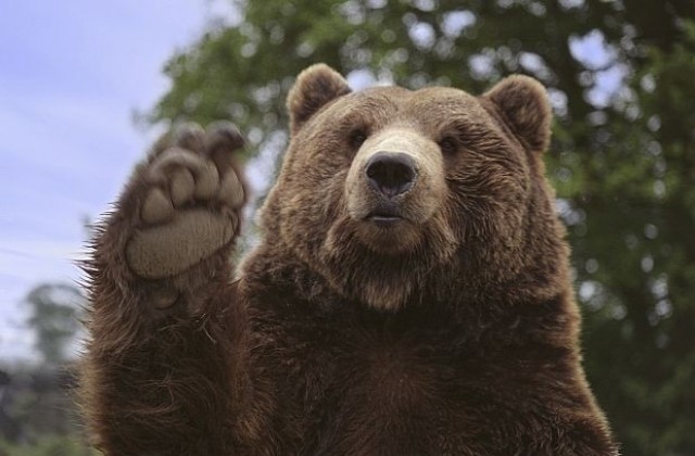 Ходеща на два крака мечка стана хит в социалните мрежи (СНИМКИ)