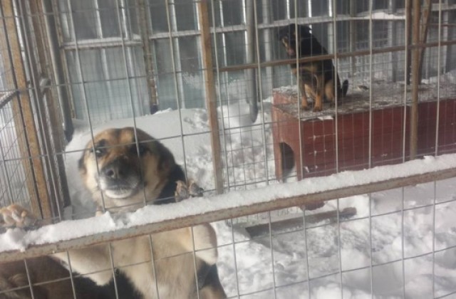 Кучета умряха в приюта в Каменар, природозащитници обвиняват служителите