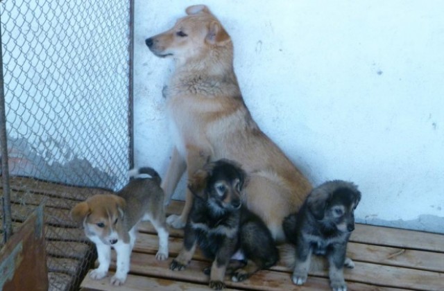 Все повече граждани осиновяват кучета от общинския приют в Стара Загора