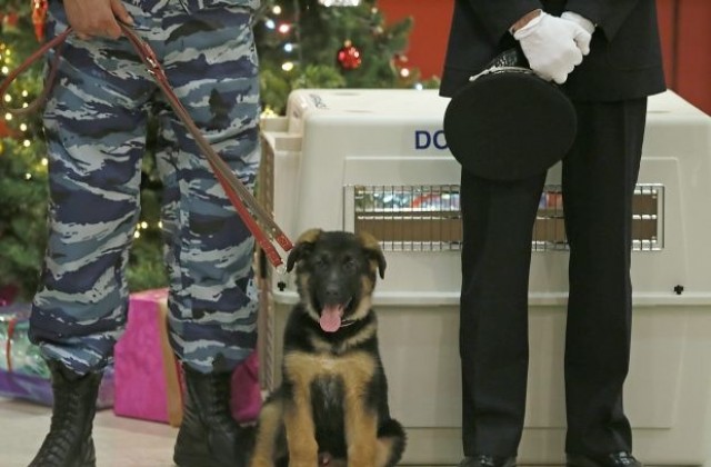 Подареното от Русия куче Добриня, което ще замести Дизел, пристига в Париж