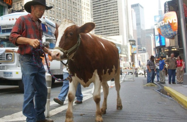 Пощадиха живота на нюйоркската крава-беглец