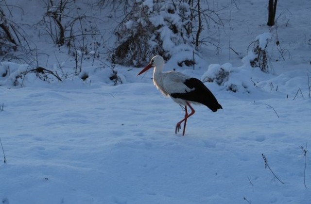 Щъркел долетя в шуменско село посред зима (СНИМКИ)