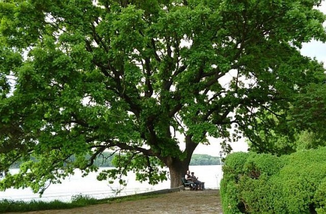 Вековен дъб от Силистра се бори за Европейско дърво на годината