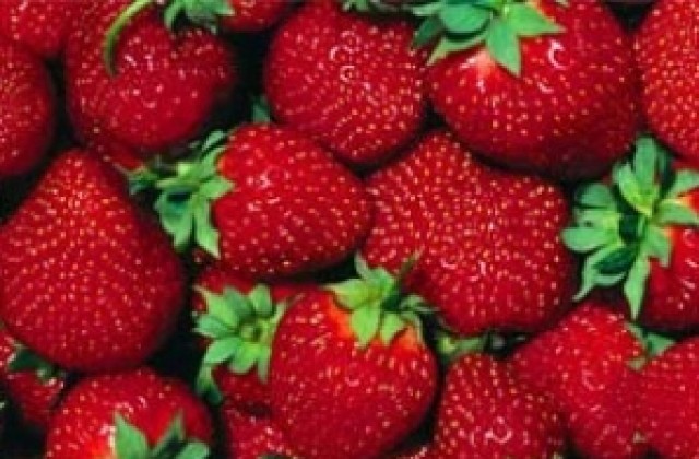 Търсят 350 жени за бране на ягоди