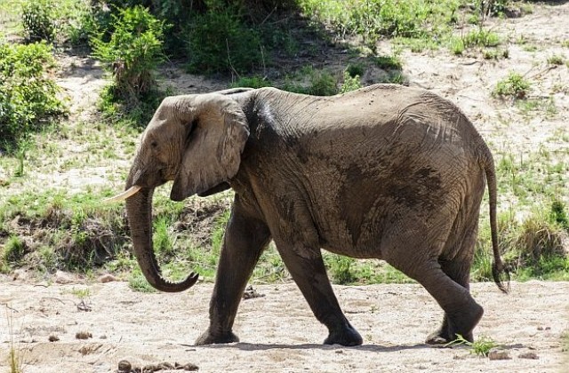 Див слон опустоши индийски град (СНИМКИ/ВИДЕО)